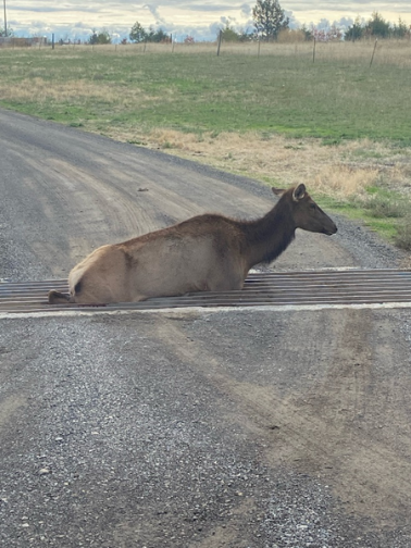 Cow elk stuck in cattle guard.