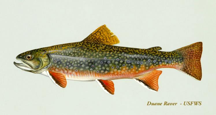 Brook trout