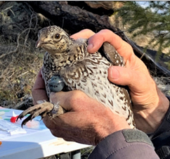 A female sharp-tailed grouse with her new leg band and radio transmitter.