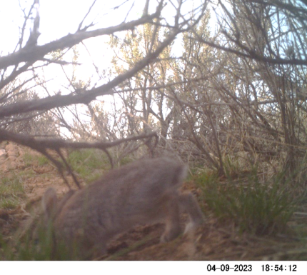This is a young mountain cottontail. See the white tail?