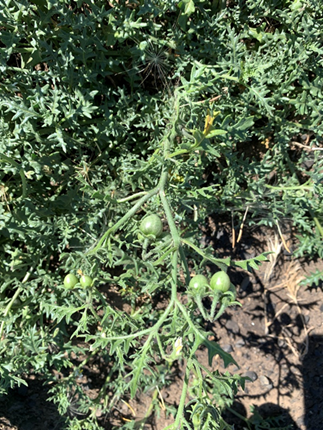 Cut-leaf nightshade found in situ at Corrals