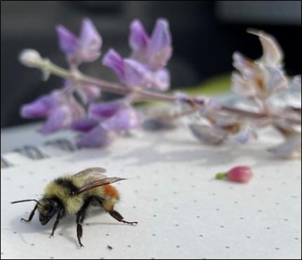 Central bumble bee getting ready to take off after processing