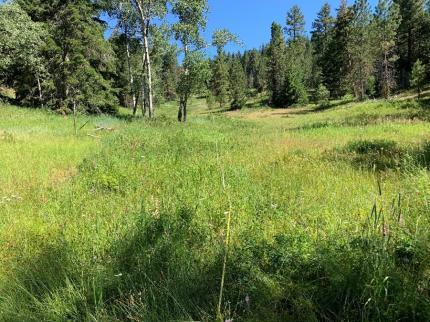 LT Murray long-term monitoring plot.