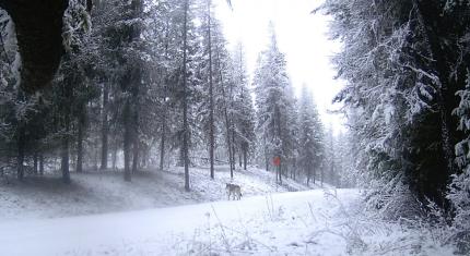 Animal in the Beaver Creek pack.