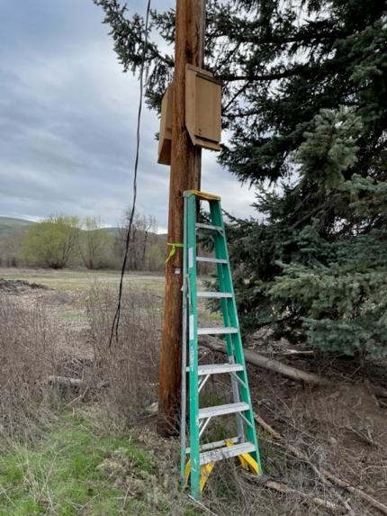 Conflict Specialist Wetzel installed pair bat boxes at 2 locations.