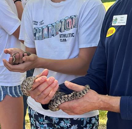 A rubber boa and gopher snake being wonderful ambassadors.