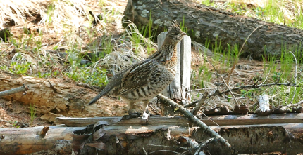 Ruffed grouse on a log.