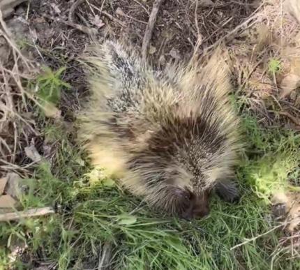A healthy porcupine.