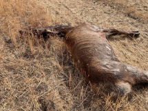 Sick Hanford elk
